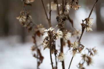 
flowers in the forest on a blurred background