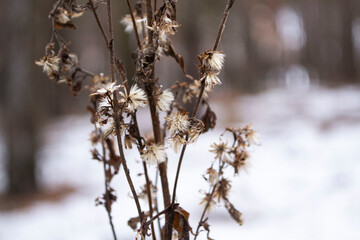 
flowers in the forest on a blurred background