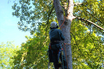 Tree climber in full gear with ropes and helmet get on a tree