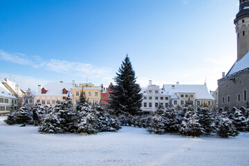 A maze of snowy fir trees on the Town Hall Square of Tallinn Old Town in winter after Christmas...