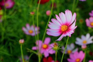 One bright pink white cosmos flowers with green leaves and buds in garden. Floral summer or spring background or greeting card, selective focus, blurred backdrop, space for text. Bee on flower