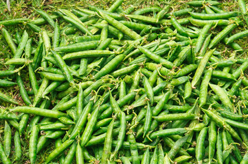 Fresh pea plants harvested and waiting to be peeled