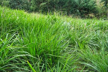 Napier grass growing in a field and is mature enough to be harvested. 