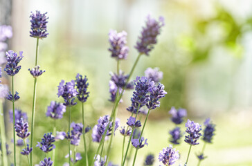 Lavender flower head close up. Light green natural background.
