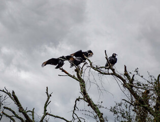 Vultures patiently waiting on a dead tree branch