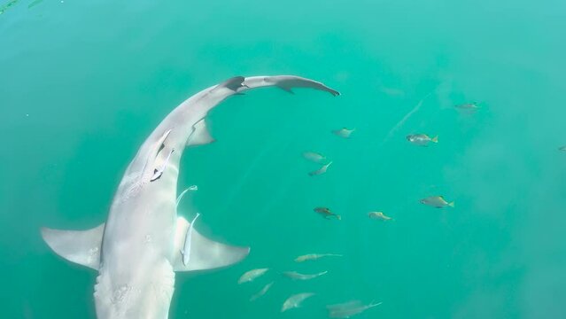 Wild Sharks Inside The Lagoon At Horizontal Falls, Kimberley, Western Australia