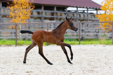 Young pretty arabian horse foal runs and frolics summer background