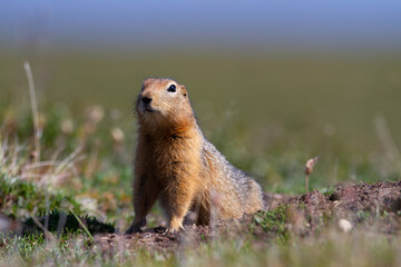 Canadian ground squirrel, Richardson ground squirrel or siksik in Inuktitut, stretching and looking around the arctic tundra