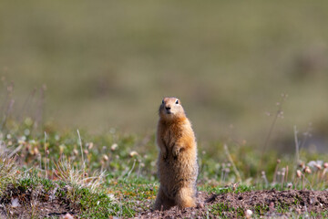 Ground squirrel, also known as Richardson ground squirrel or siksik in Inuktitut, standing in the...
