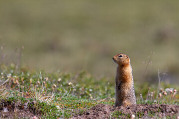 Ground squirrel, also known as Richardson ground squirrel or siksik in Inuktitut, standing in the arctic tundra and looking around