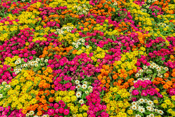 Thailand, Flower, Yellow, Backgrounds, Springtime