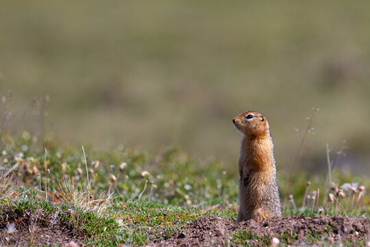 Ground squirrel, also known as Richardson ground squirrel or siksik in Inuktitut, standing in the arctic tundra and looking around