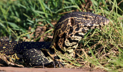 Nile Monitor, Kruger National Park