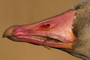 Greylag goose (Anser anser)