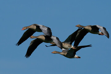 Greylag goose (Anser anser)