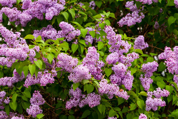 Syringa vulgaris. Blooming lilac. Lush bloom of lilacs among lush green leaves.