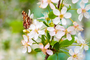 Spring butterfly drinks nectar from cherry blossom. Butterfly on a sakura flower.