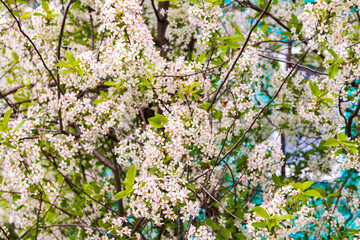 Spring white cherry flowers. Lush white cherry blossoms bloom.