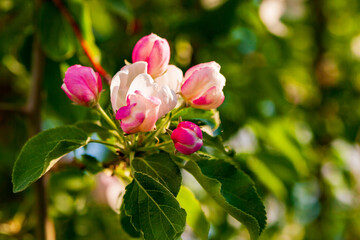 Unusually beautiful pink buds of a blossoming apple tree, close-up. Blooming apple tree.
