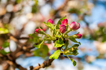 Fototapeta na wymiar Spring apple tree. An apple tree branch with unusually pink buds.