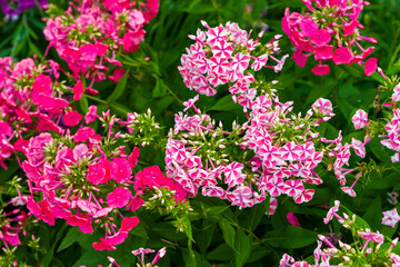 Luxurious flower bed with pink and striped petunias. Decorative petunia flowers.