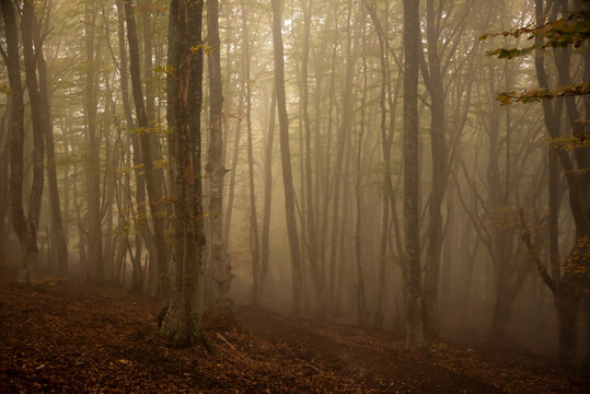 Autumn Forest Lanscape With Colorful Trees And Plants