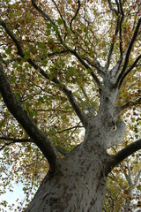 Ein Platanen Baum mit Äste und Blätter der das Bild diagonal durchschneidet.
