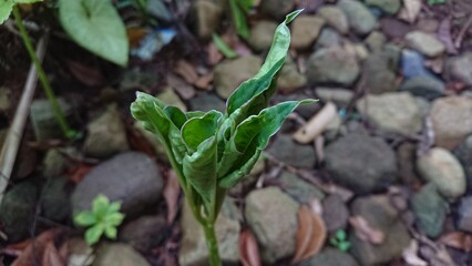 defocused abstract background of plants