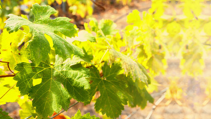 Grape wine plant growing at vineyards land at sunrise morning. Viticulture or winegrowing concept.Large image for banner