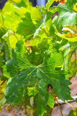 Grape green texture. Close up of Grape wine leaf growing at vineyards land.