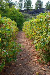 Fototapeta na wymiar Organic vineyard at Autumn. Viticulture or winegrowing concept