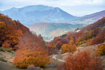 Autumn season lanscape with colorful trees and plants