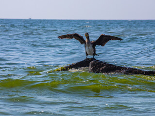 great cormorant sitting on a rock in the sea