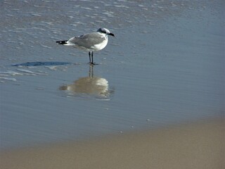seagull on the beach