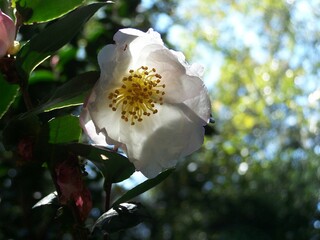 magnolia tree blossom