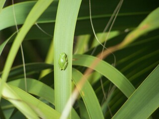 green frog on green leaves