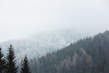 Foggy landscape. Snowy forest in mountains.