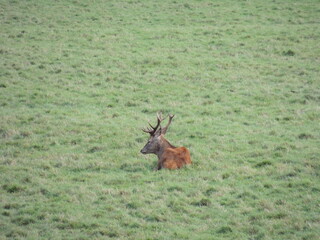 solitary stag laying amongst grass