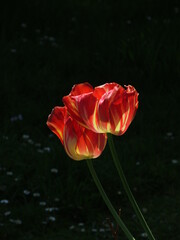 red tulips in the sun against a dark background