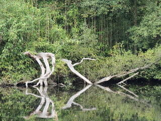 Stand of trees and deadwood reflecting in still water lake