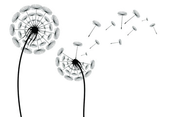Hand drawn Flying dandelion seeds. Conceptual illustration of freedom and serenity