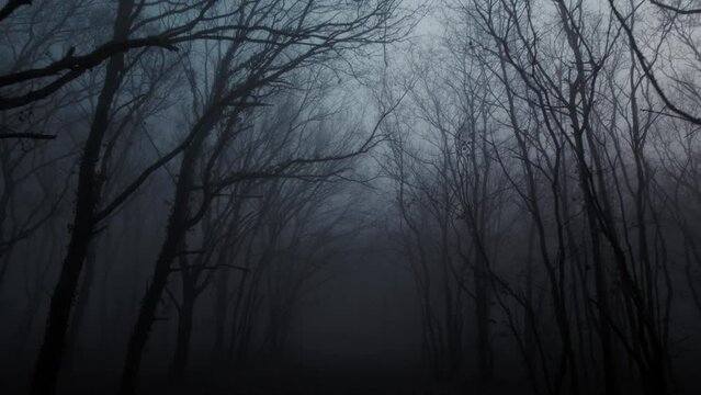 Drone view spooky dark forest winter fog and evening moonlight