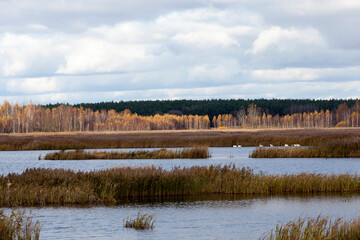 dry grass on the territory of the lake