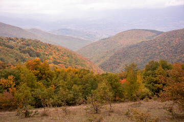Autumn season lanscape with colorful trees and plants
