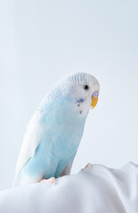 A shot of a blue budgerigar bird on a white background.