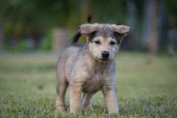 puppy in the grass and looking at the camera