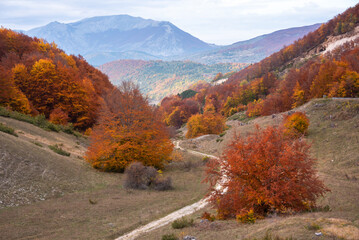 Autumn season lanscape with colorful trees and plants