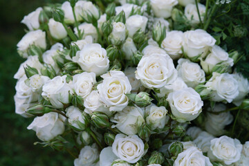 bouquet of white roses off center right