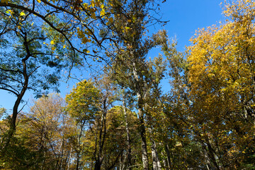 Fototapeta premium trees in a mixed forest during leaf fall