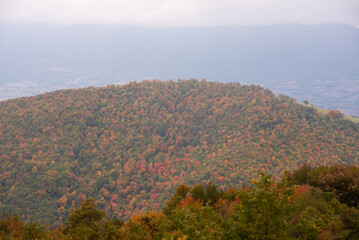 Autumn season lanscape with colorful trees and plants